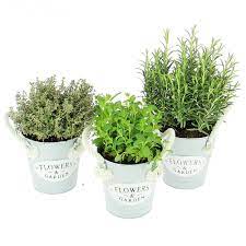 Herbes et plantes